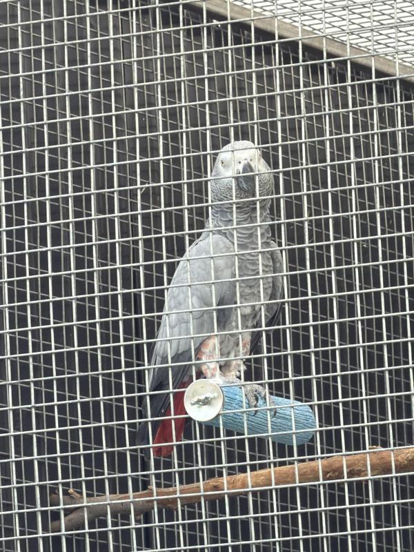 Female African  grey