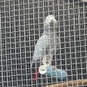 Female African  grey