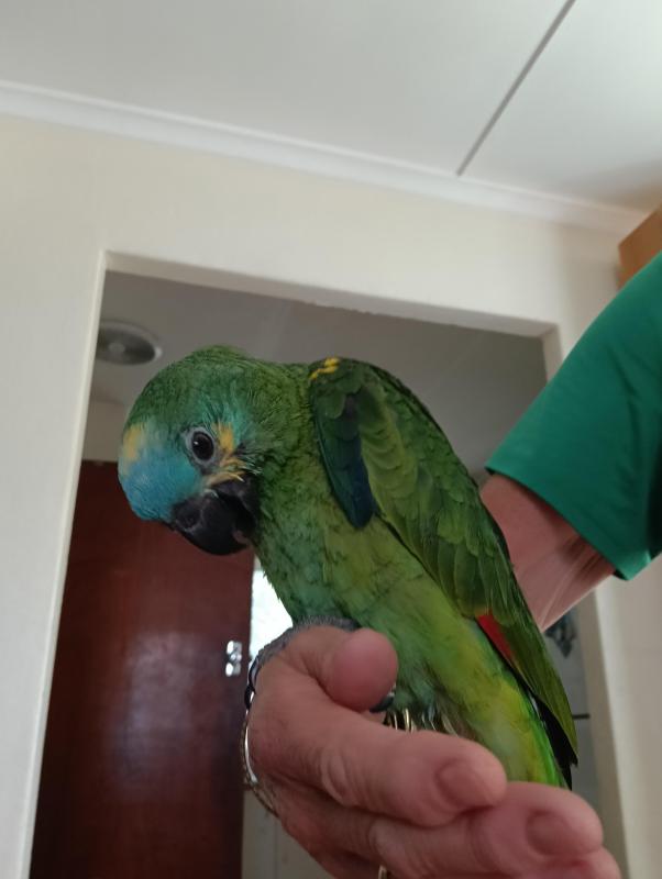 Handraised blue fronted Amazon