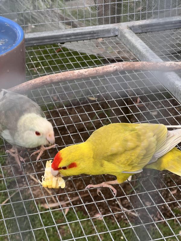 Fallow kakariki mutations