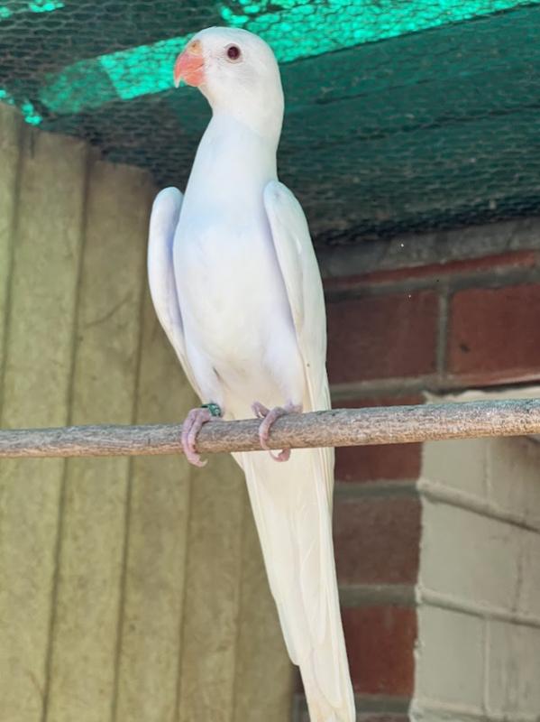 -   PRINCESS   PARROT  MUTATIONS  -