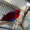 hand raised eclectus
