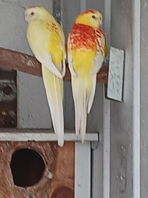 Red rumps opaline blue and lutino