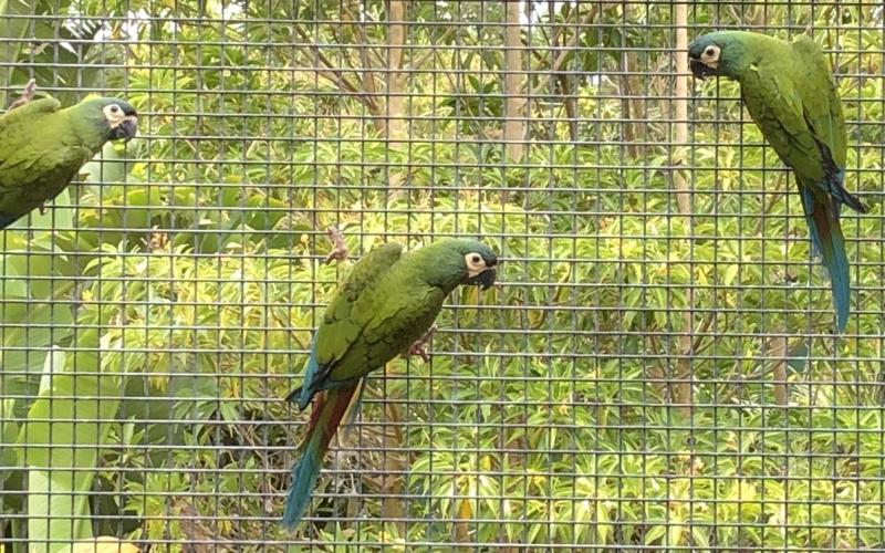Illigers macaw hens