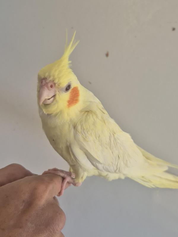 Handraised cockatiels