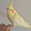 Handraised cockatiels