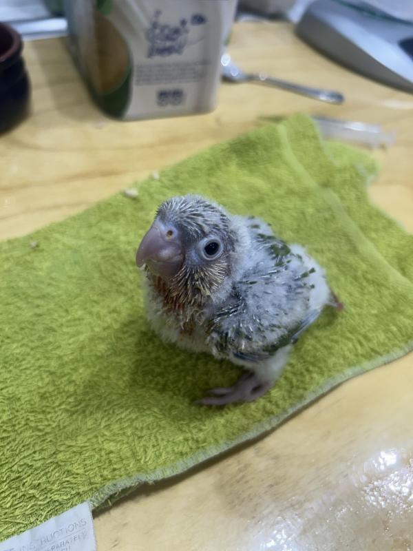 Baby green cheek conures