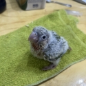 Baby green cheek conures
