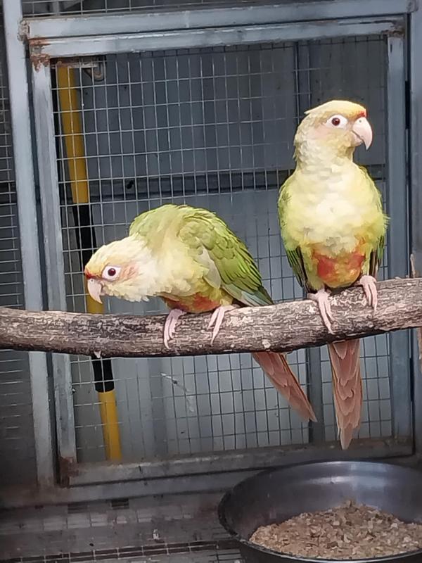 Fallow maroon belly conures