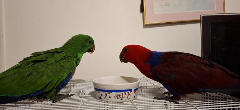 Pair eclectus  hand raised