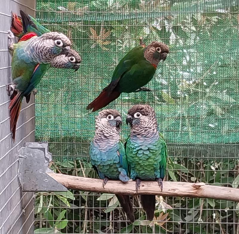 Pearly conures