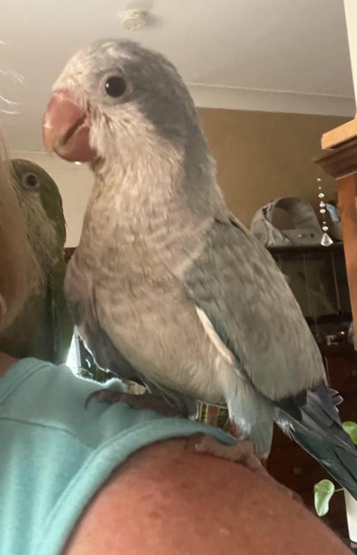 Hand Raised Female Blue Opaline Hen.