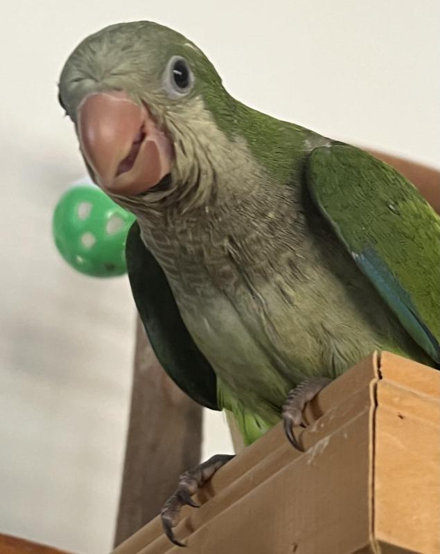 Hand Reared Male Green Quaker.10 Weeks Old