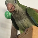 Hand Reared Male Green Quaker.10 Weeks Old