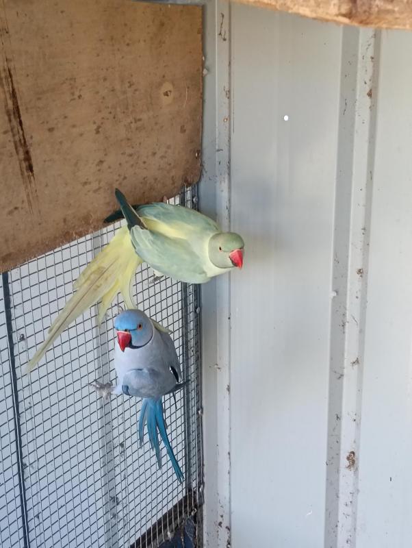 Mutation Ringnecks Pairs & Spares