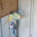 Mutation Ringnecks Pairs & Spares