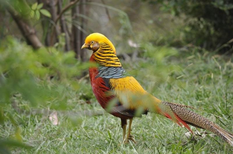 Golden Pheasants