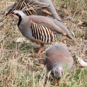 Chuckar Partridge