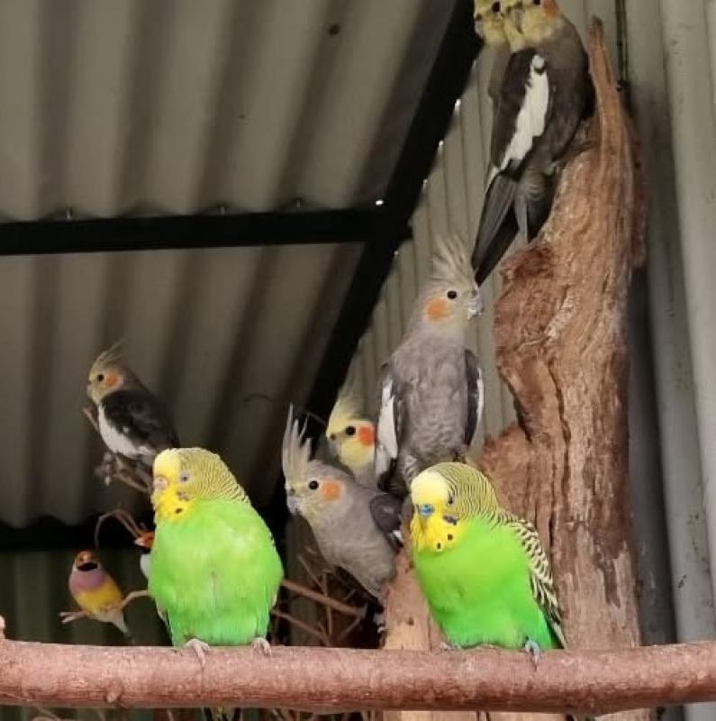 100 Pure normal Cockatiels