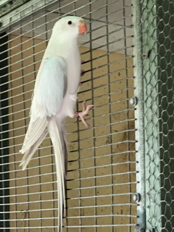 -  CINNAMON  PRINCESS  PARROTS -