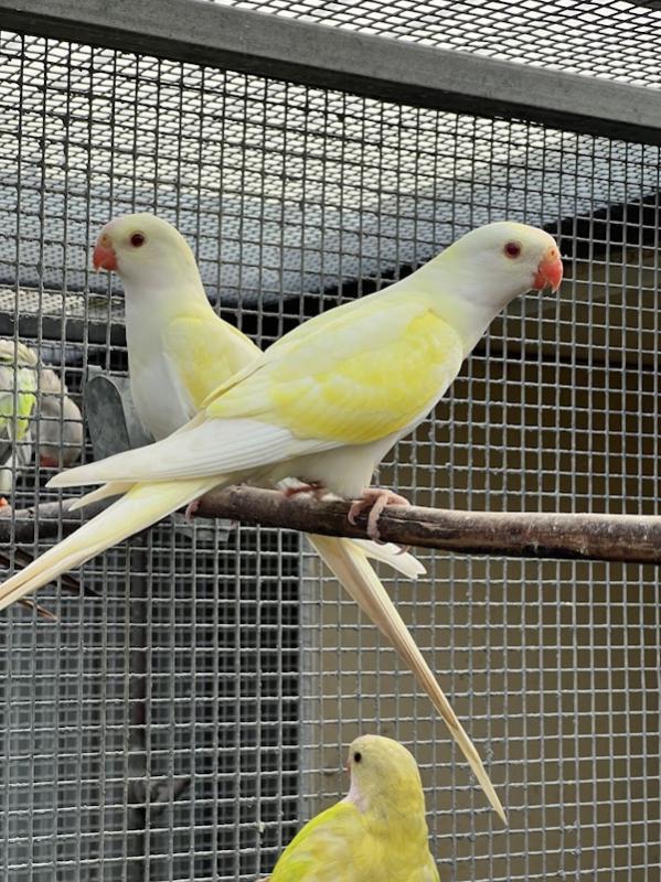 -   PARBLU  LIME PRINCESS  PARROTS  -