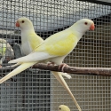-   PARBLU  LIME PRINCESS  PARROTS  -