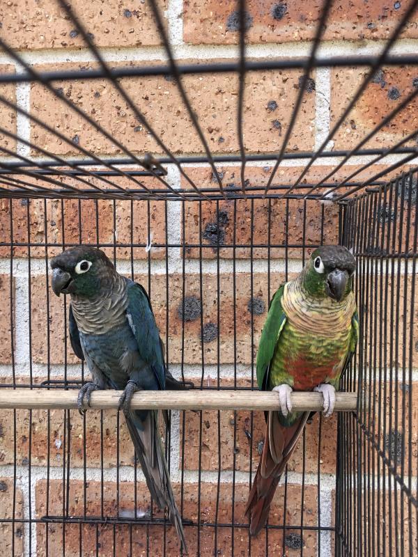 Violet greencheeks -sun conure