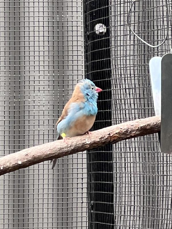 WTB female blue caps