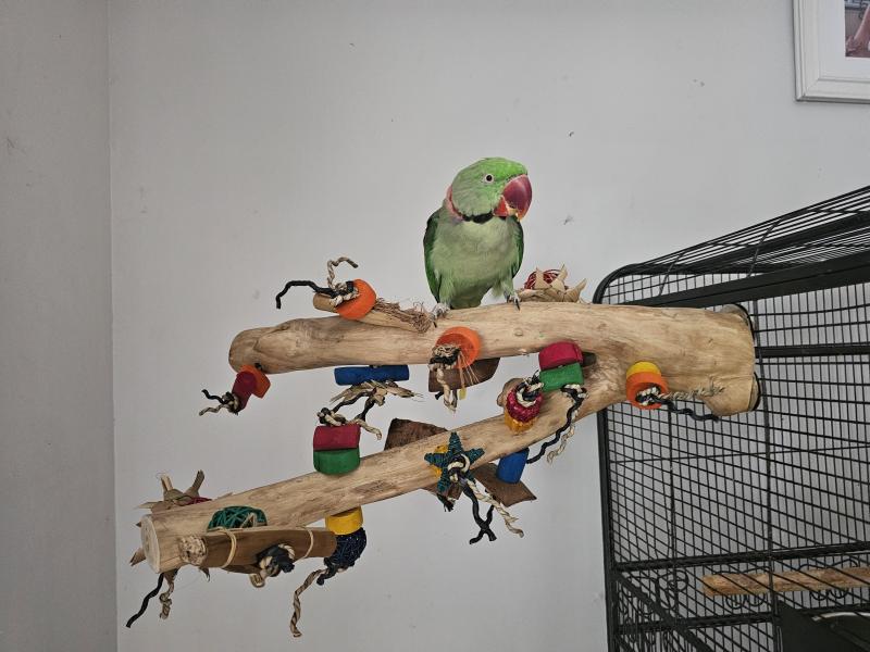 Adult Male Alexandrian