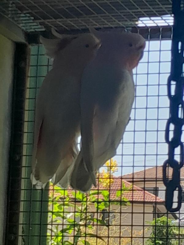 Breeding pair major mitchells