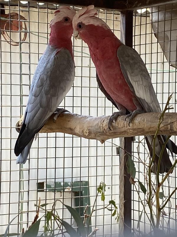 Pair of Galahs