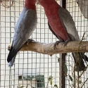 Pair of Galahs