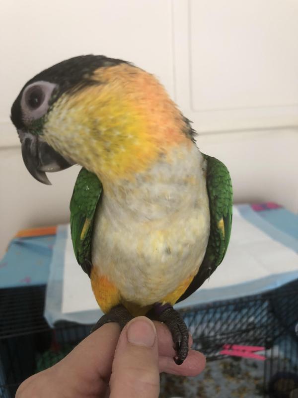 Black Headed Caiques