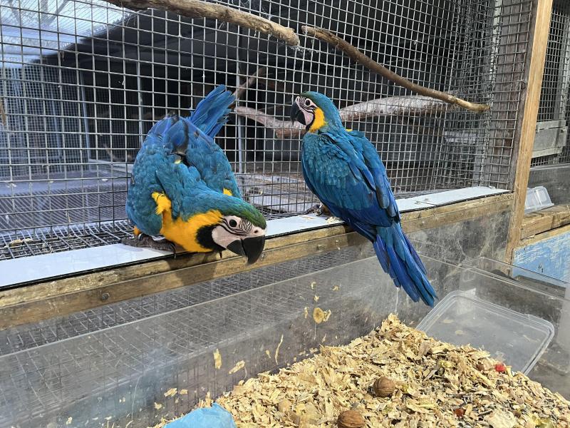 Blue and gold macaws
