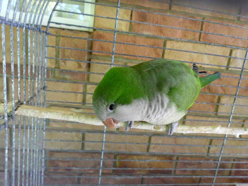 Green split Blue Quaker COCK bird
