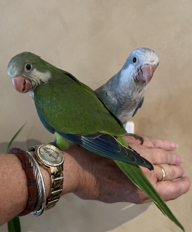 Baby Green 10 Week old baby Quaker.Male.