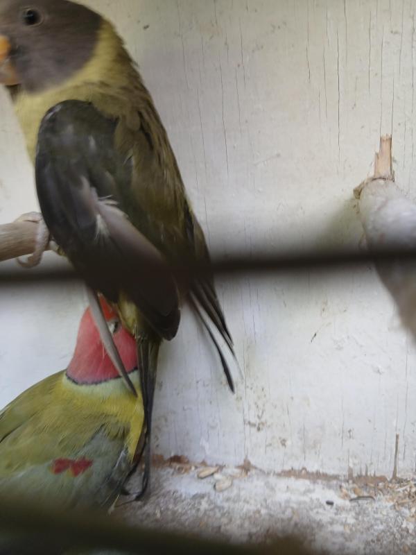 Mutation plumheads breeding pairs