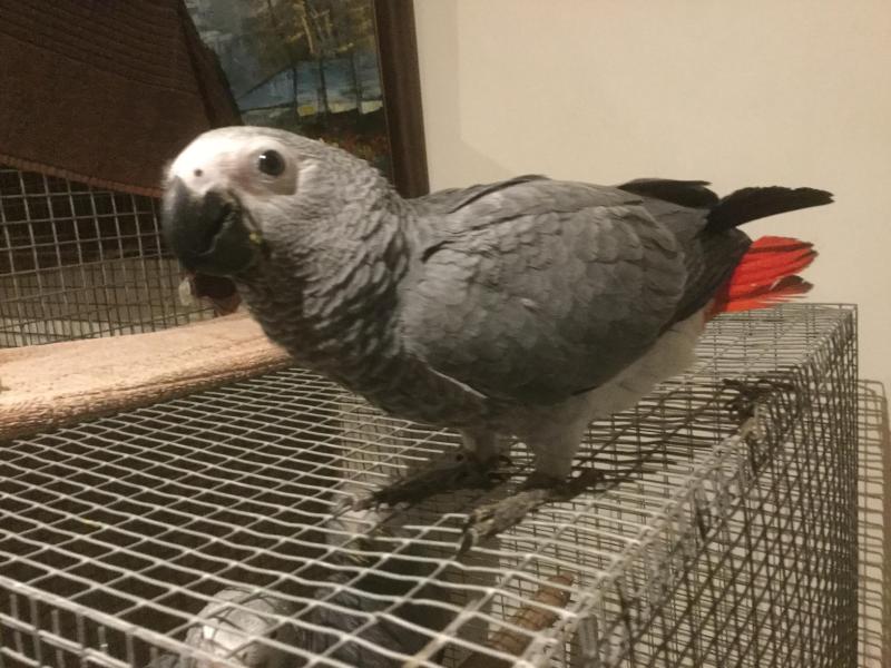 African greys hand reared young birds