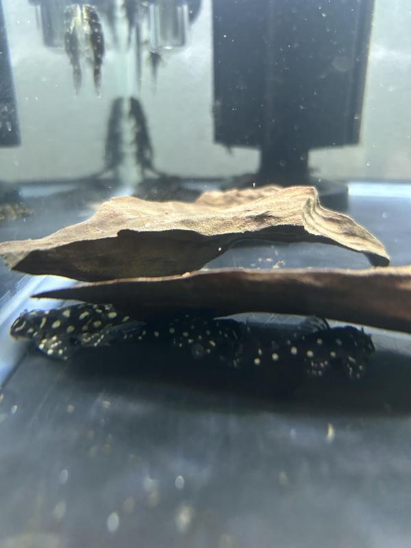 L471 dwarf snowball Plecos