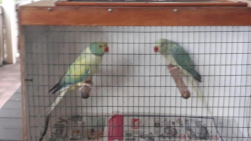 Ringnecks  Opaline Cleartails  Proven Breeding Pairs
