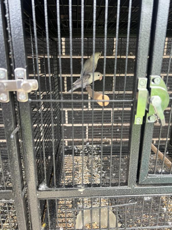 Love bird pair