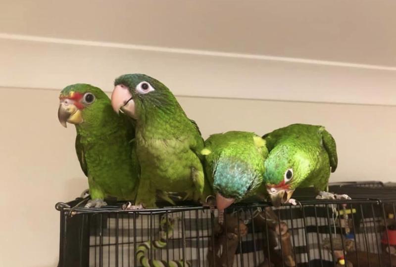 Sharptail conures
