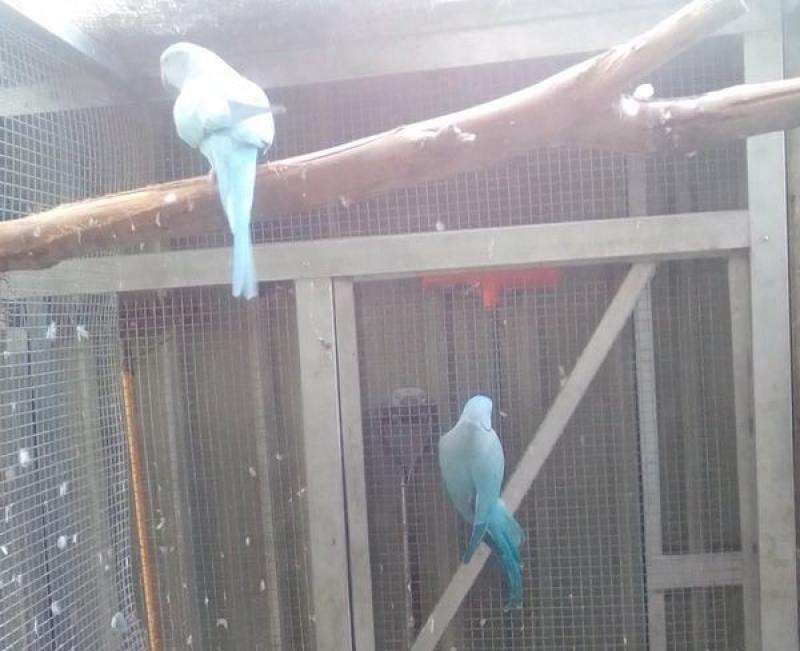 Pairs of Parrots. Ringnecks, Princess's, King's, Cockatiels, Amazons