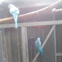 Pairs of Parrots. Ringnecks, Princess's, King's (Posting for a Friend)