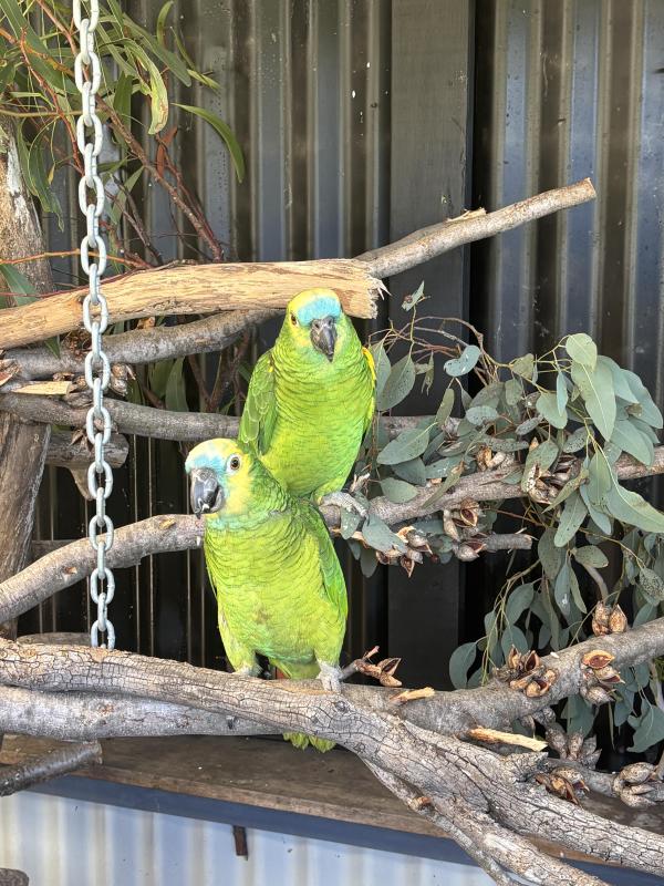 Blue Fronted Amazon Pair