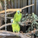 Blue Fronted Amazon Pair