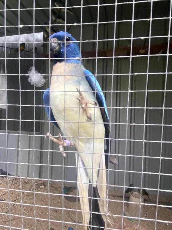 EOI scarlet chested mutations