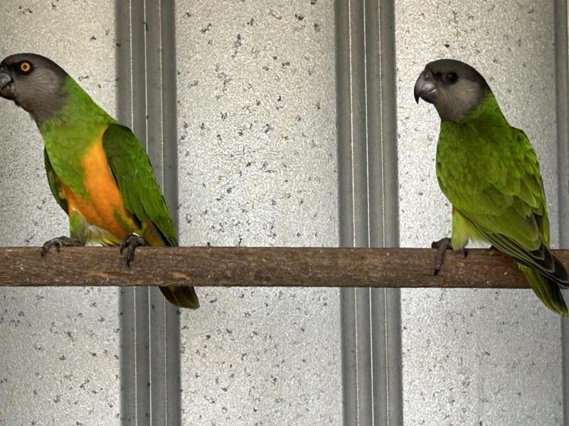 SENEGAL PARROTS