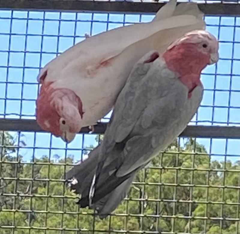 Breeding Pair Mutation Galahs