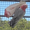 Breeding Pair Mutation Galahs